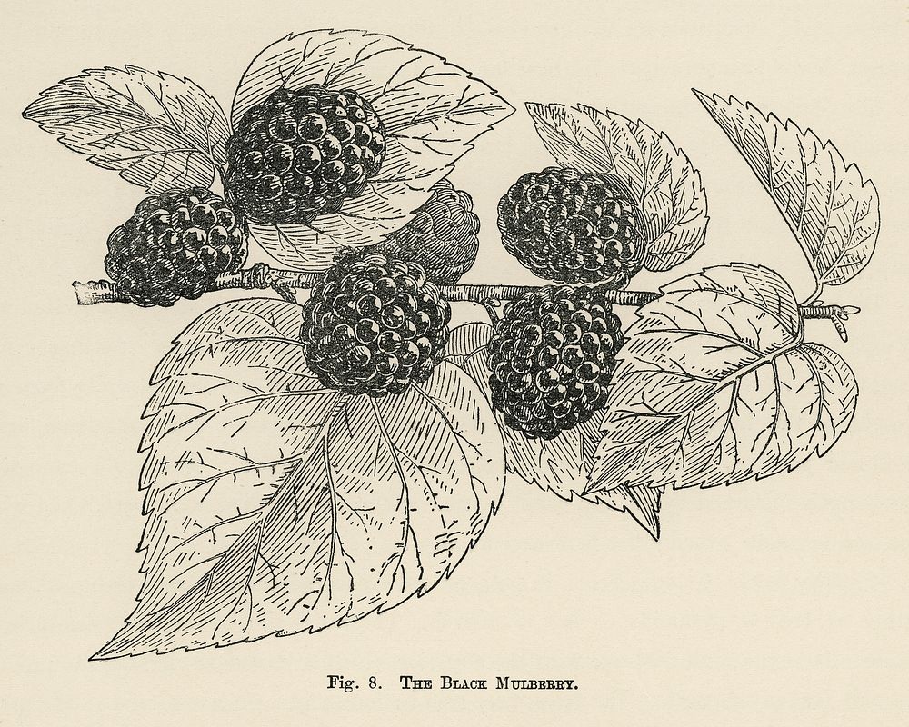 Vintage illustration of black mulberry digitally enhanced from our own vintage edition of The Fruit Grower's Guide (1891) by…