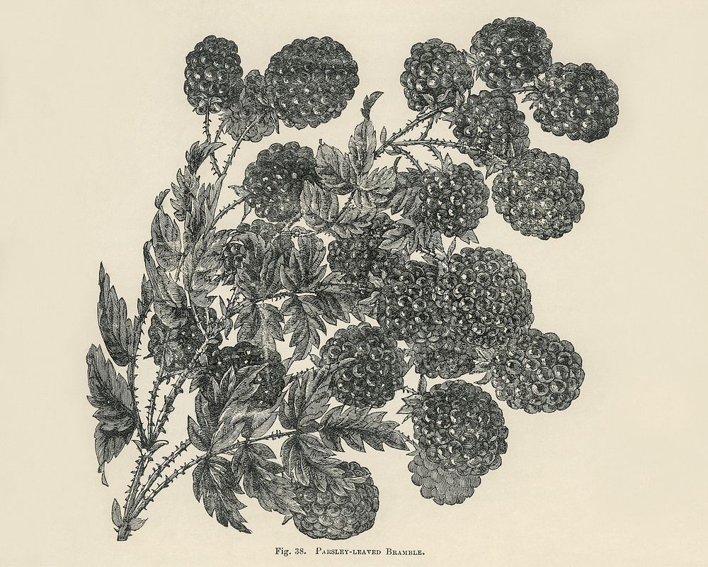 Vintage illustration of bramble digitally enhanced from our own vintage edition of The Fruit Grower's Guide (1891) by John…