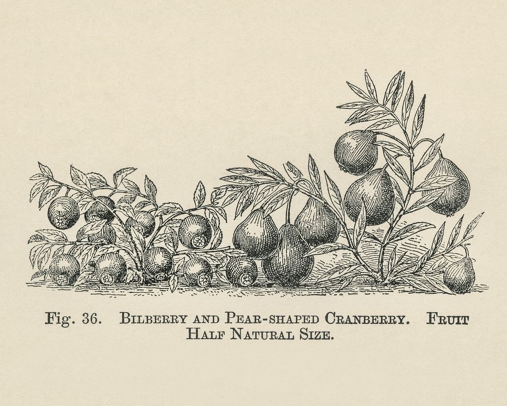 Vintage illustration of bilberry and cranberry digitally enhanced from our own vintage edition of The Fruit Grower's Guide…