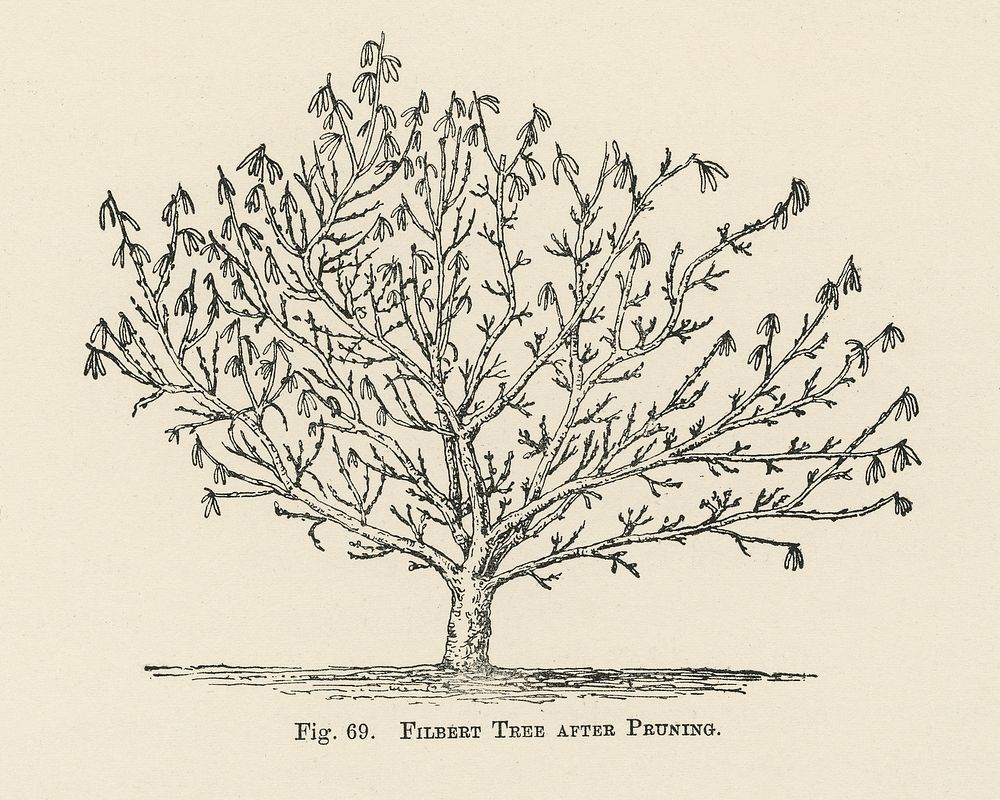 Vintage illustration of tree digitally enhanced from our own vintage edition of The Fruit Grower's Guide (1891) by John…