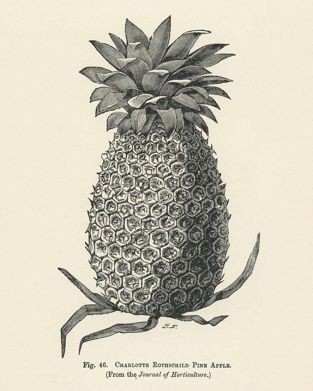 Vintage illustration of charlotte rothschild pineapple digitally enhanced from our own vintage edition of The Fruit Grower's…