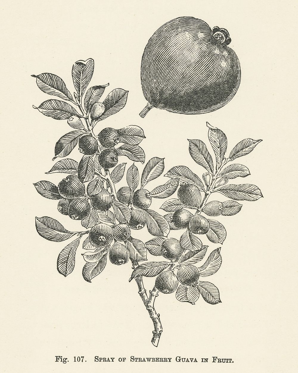 Vintage illustration of strawberry guava digitally enhanced from our own vintage edition of The Fruit Grower's Guide (1891)…
