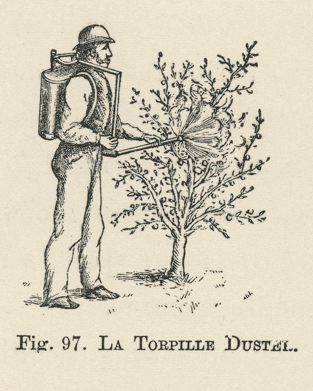 Vintage illustration of la torpille duster digitally enhanced from our own vintage edition of The Fruit Grower's Guide…
