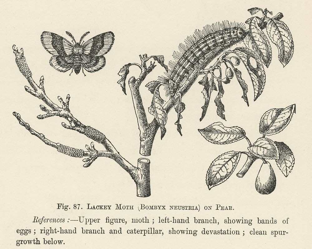 Vintage illustration of lackey moth digitally enhanced from our own vintage edition of The Fruit Grower's Guide (1891) by…