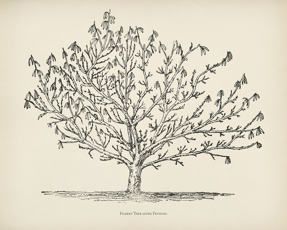  The fruit grower's guide  : Vintage illustration of tree