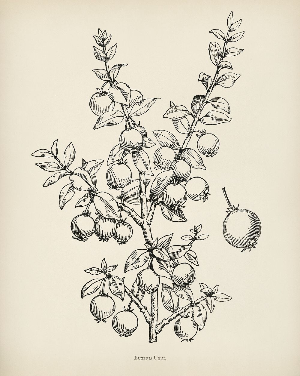  The fruit grower's guide  : Vintage illustration of eugenia ugni