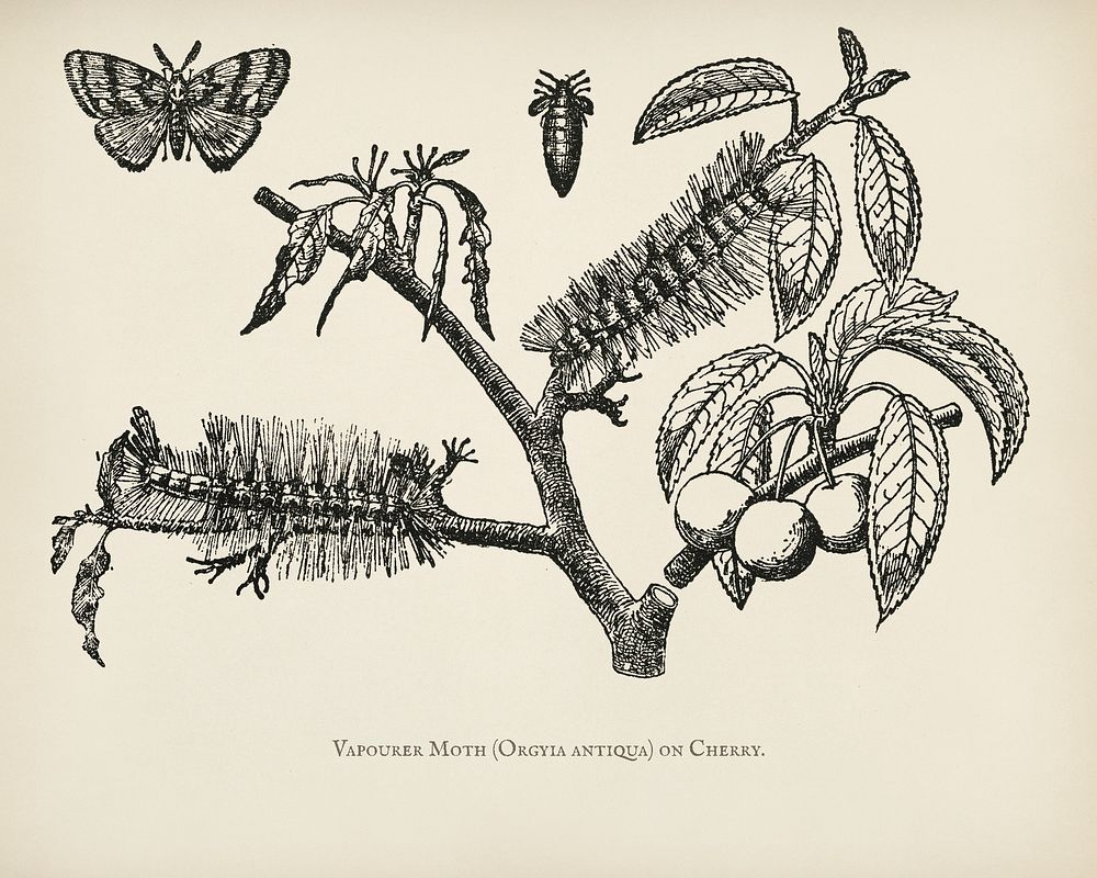  The fruit grower's guide  : Vintage illustration of vapourer moth