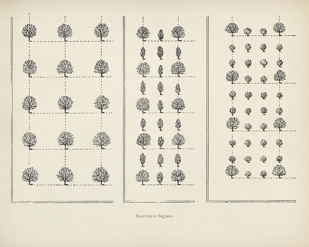  The fruit grower's guide  : Vintage illustration of planting trees