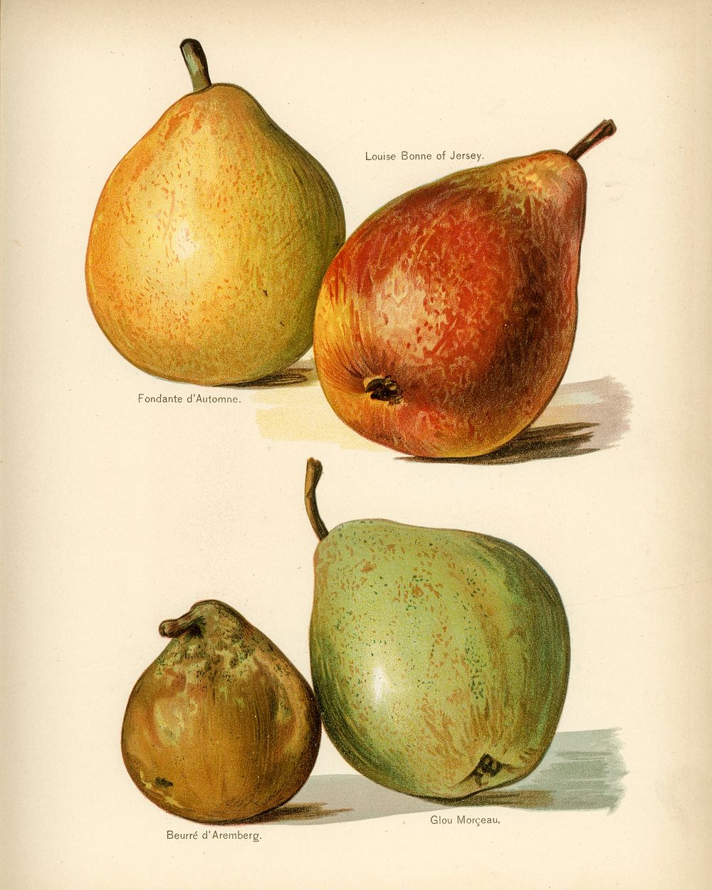 Vintage illustration of pear digitally enhanced from our own vintage edition of The Fruit Grower's Guide (1891) by John…