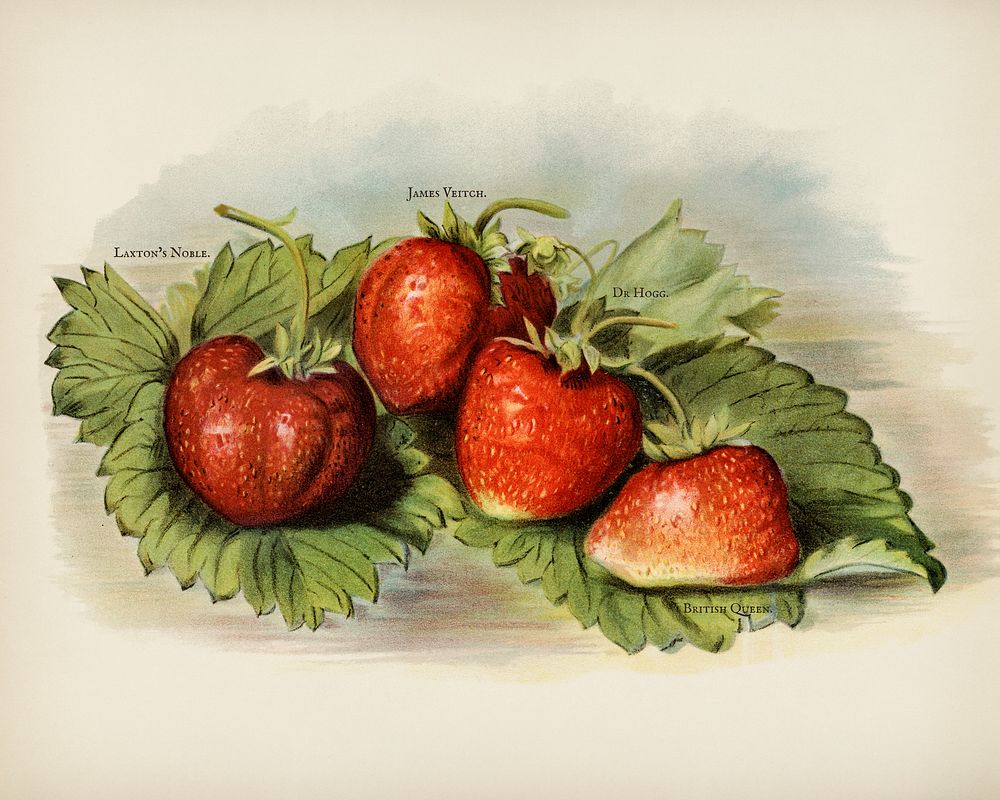  The fruit grower's guide  : Vintage illustration of strawberry