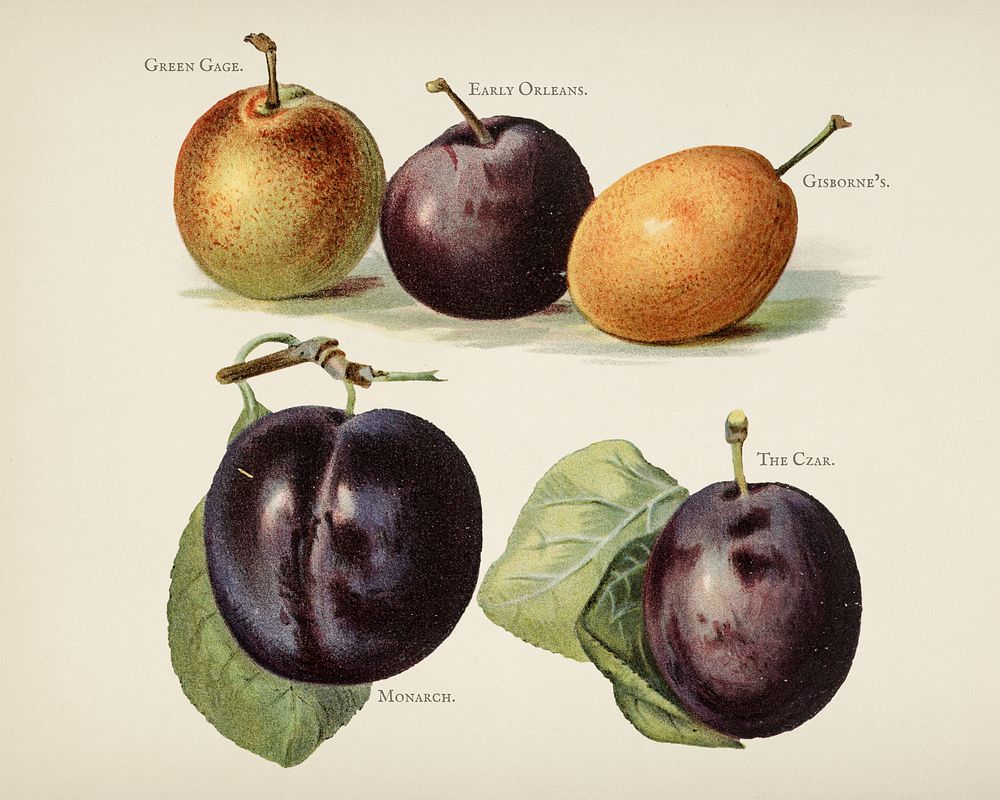 Plum illustration. Premium plums tg