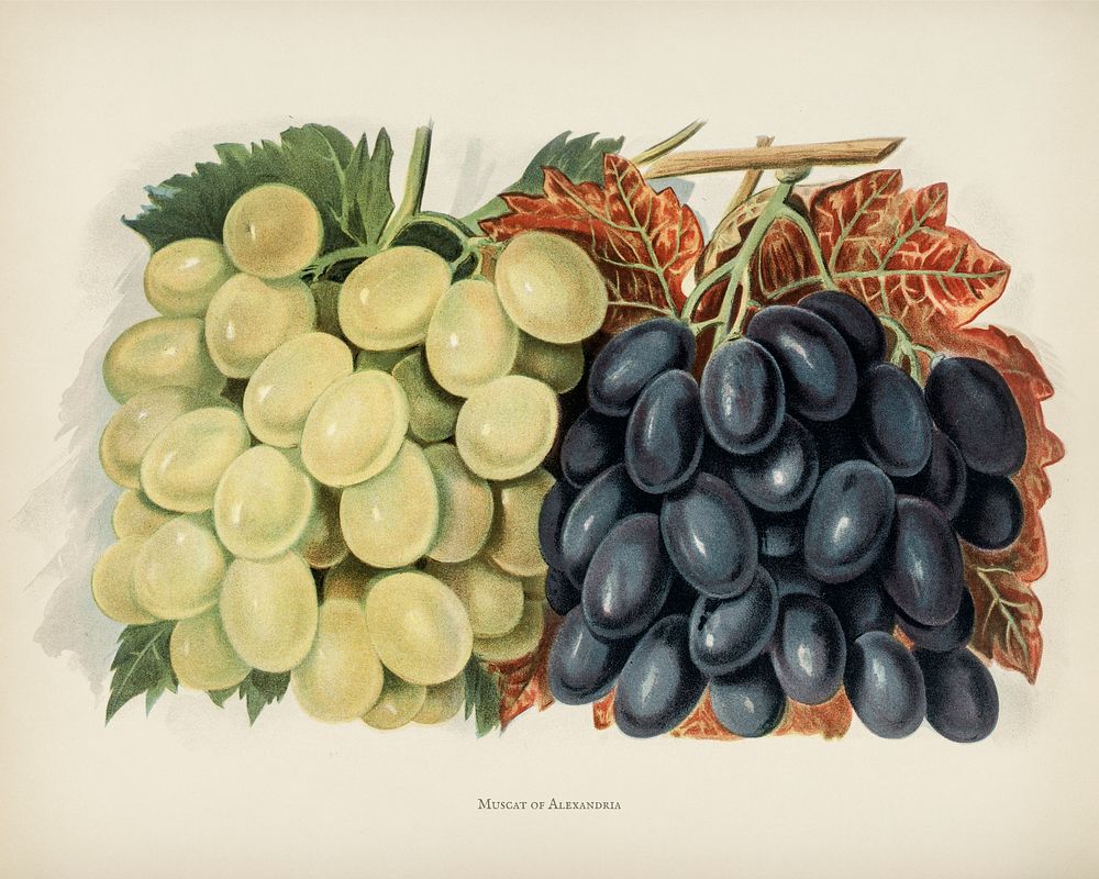  The fruit grower's guide  : Vintage illustration of grape