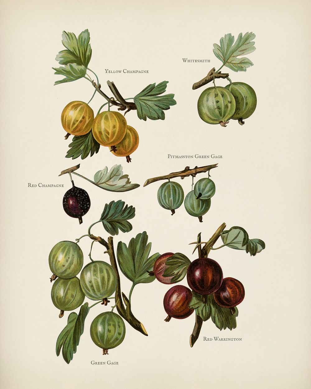  The fruit grower's guide  : Vintage illustration of gooseberry