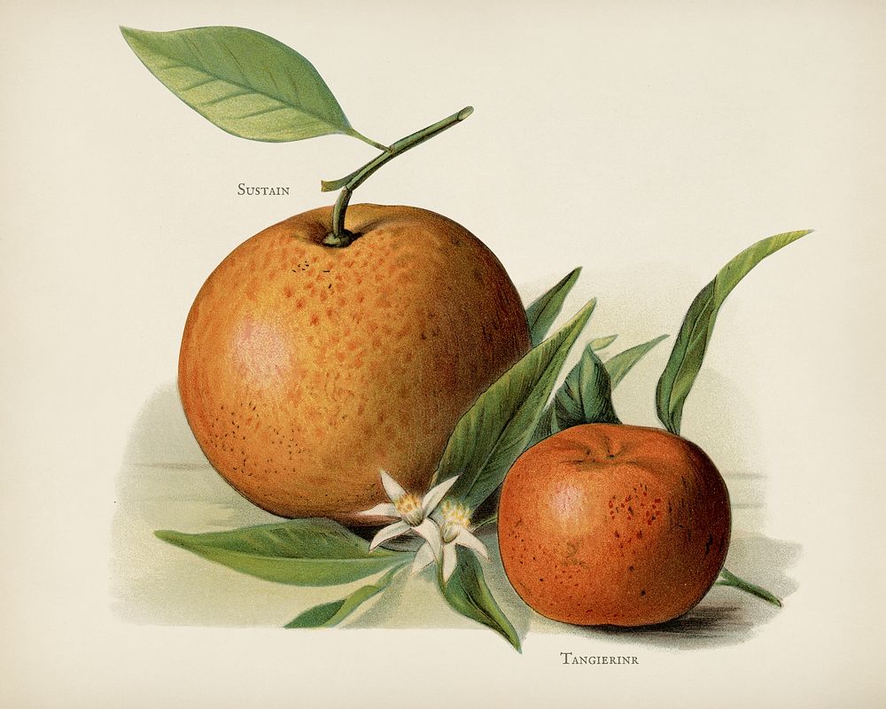 The fruit grower's guide  : Vintage illustration of orange