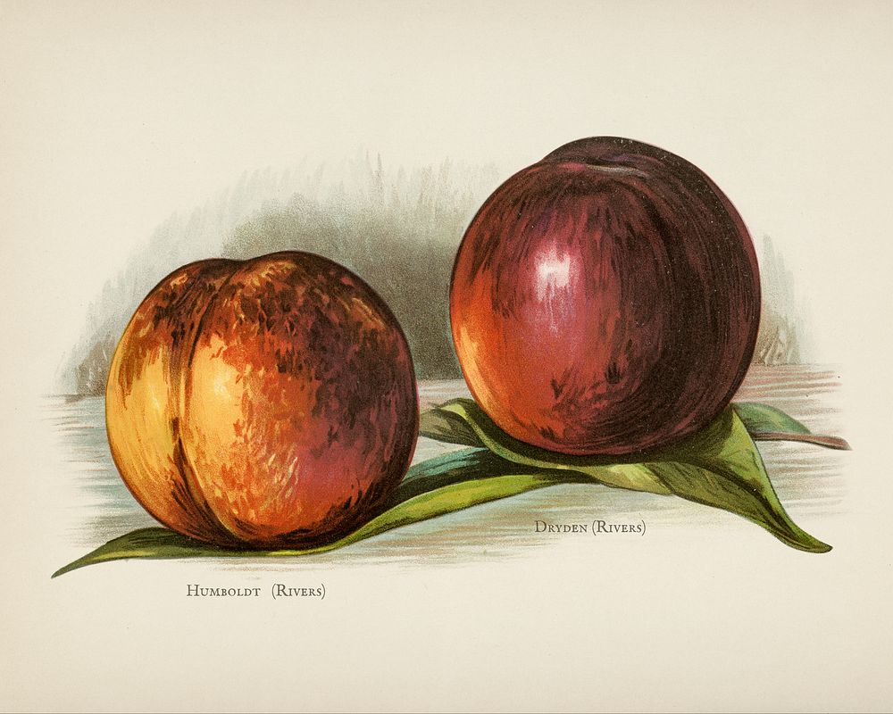  The fruit grower's guide  : Vintage illustration of peach