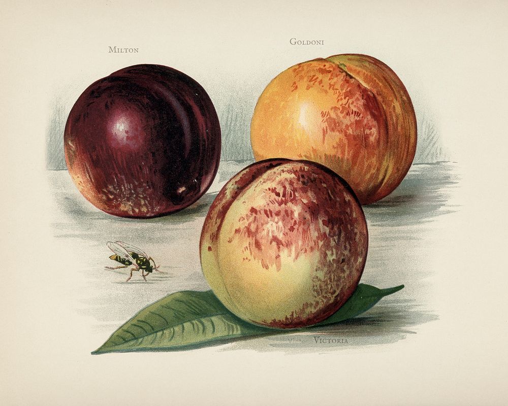  The fruit grower's guide  : Vintage illustration of peach