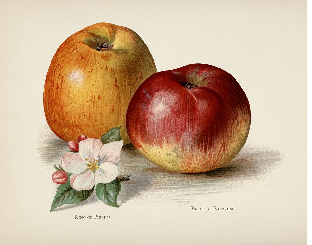  The fruit grower's guide  : Vintage illustration of king of pippins apple