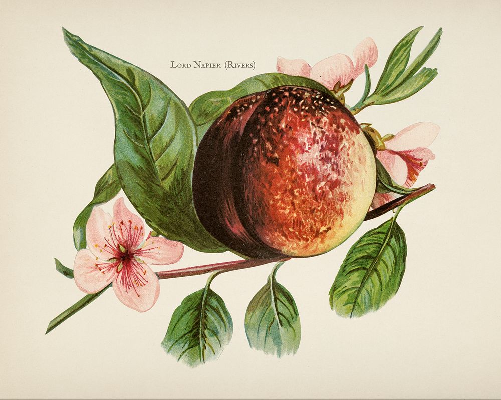 The fruit grower's guide  : Vintage illustration of peach