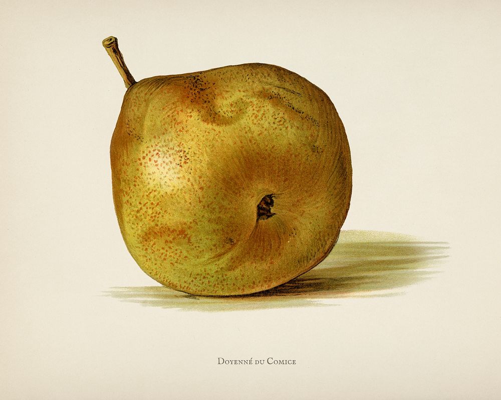  The fruit grower's guide  : Vintage illustration of pear