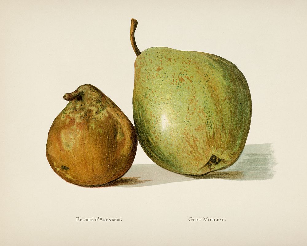 Винтажная груша гравировка. Иллюстрация груша Винтаж. Pear Vintage illustration. Premium plums tg