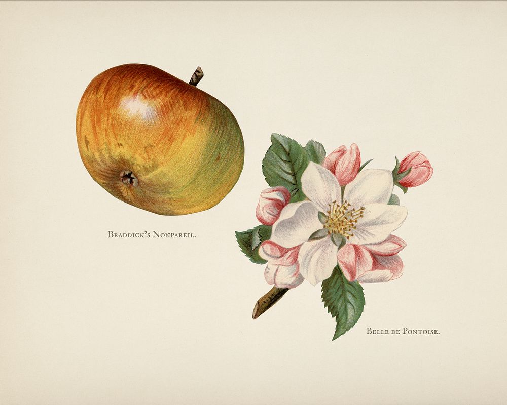  The fruit grower's guide  : Vintage illustration of braddick's nonpareil apple