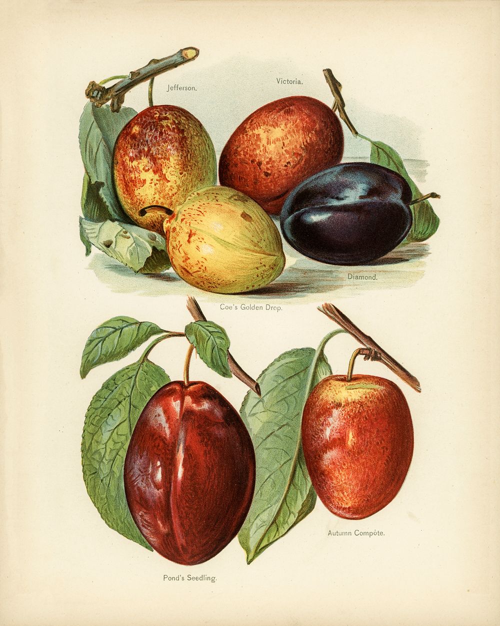 Vintage illustration of plum digitally enhanced from our own vintage edition of The Fruit Grower's Guide (1891) by John…