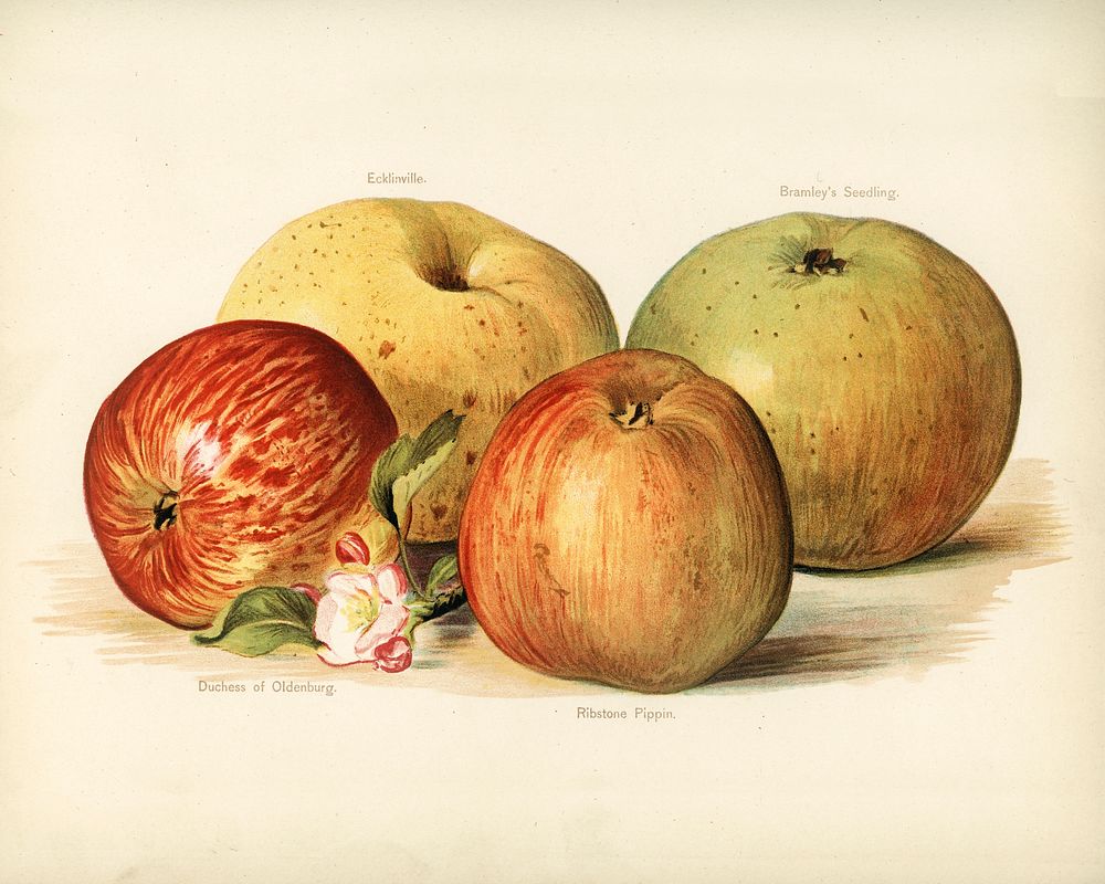 Vintage illustration of apple digitally enhanced from our own vintage edition of The Fruit Grower's Guide (1891) by John…