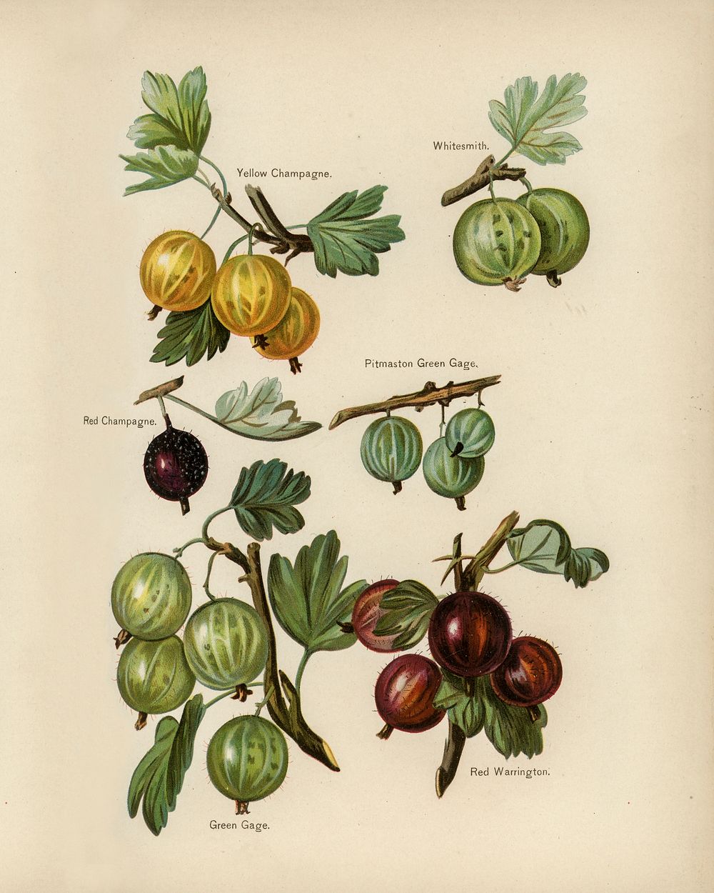 Vintage illustration of gooseberry digitally enhanced from our own vintage edition of The Fruit Grower's Guide (1891) by…