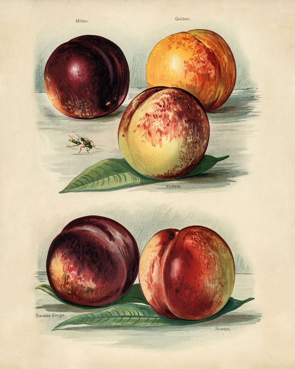 Vintage illustration of peach digitally enhanced from our own vintage edition of The Fruit Grower's Guide (1891) by John…