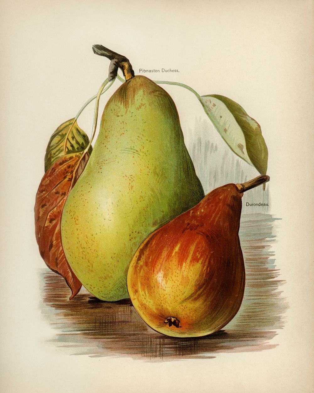 Vintage illustration of pear digitally enhanced from our own vintage edition of The Fruit Grower's Guide (1891) by John…