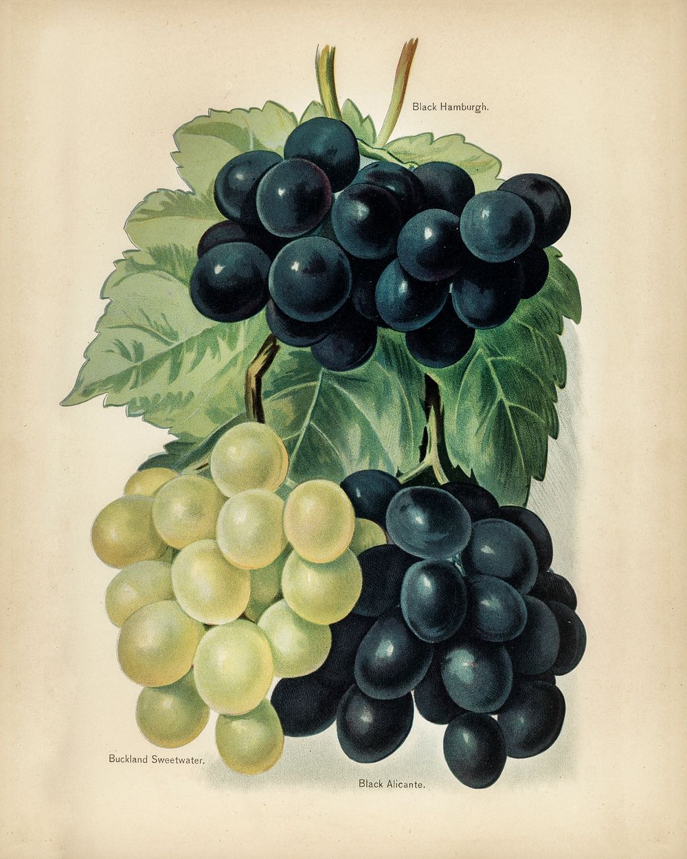 Vintage illustration of grape digitally enhanced from our own vintage edition of The Fruit Grower's Guide (1891) by John…