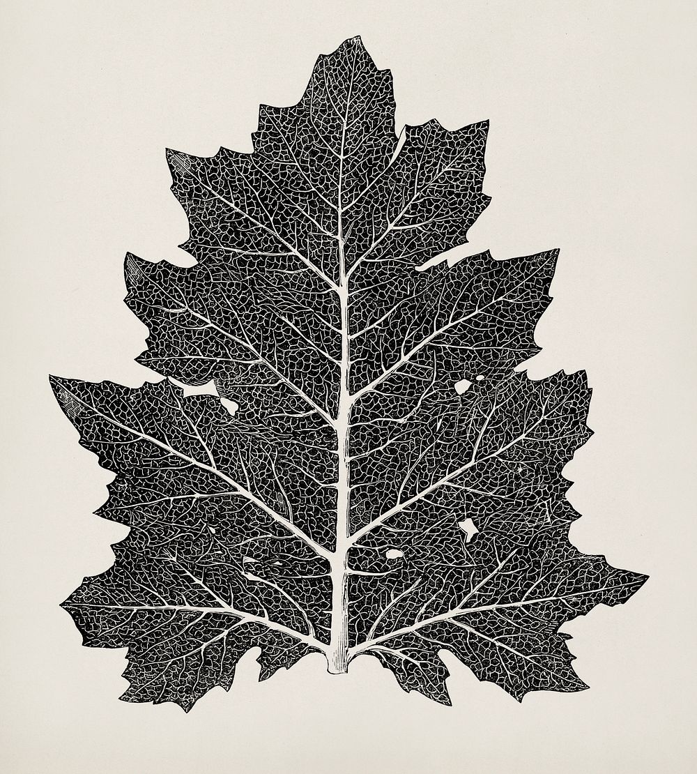 Vintage leaf. Digitally enhanced from our own 19th Century Grammar of Ornament by Owen Jones.