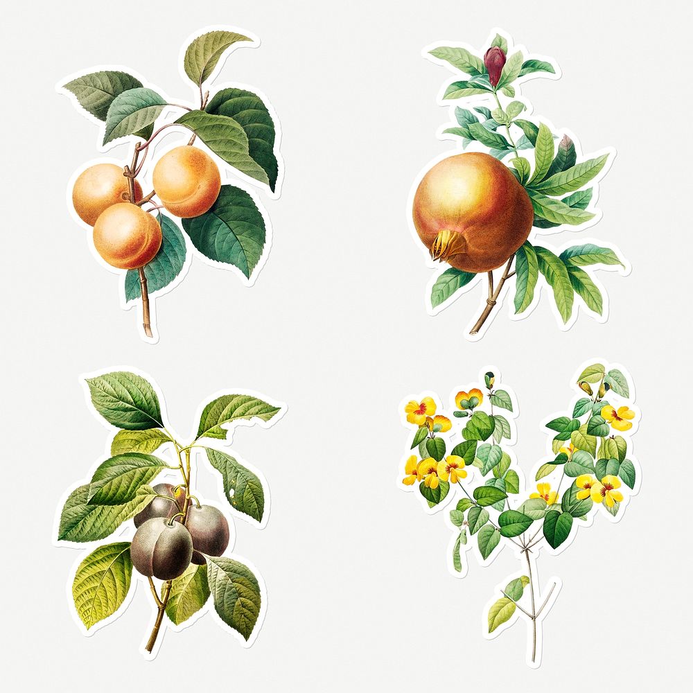 Fruit and flower sticker design resource set