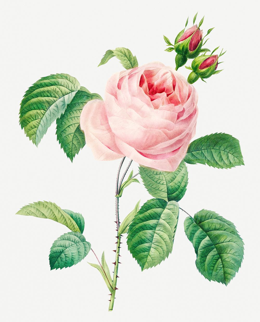 Cabbage rose flower psd botanical illustration, remixed from artworks by Pierre-Joseph Redout&eacute;
