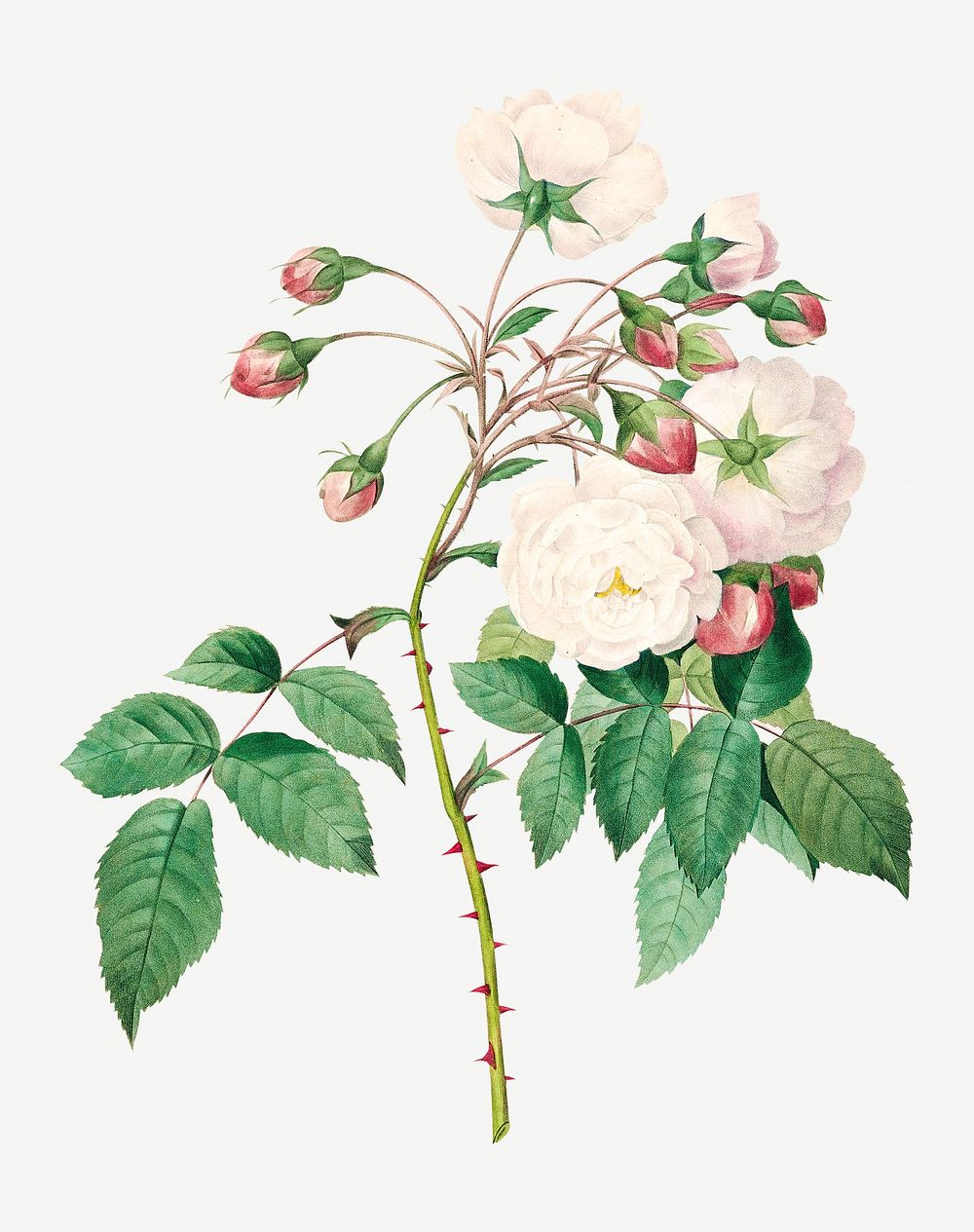 Rose adelaide flower psd botanical illustration, remixed from artworks by Pierre-Joseph Redout&eacute;