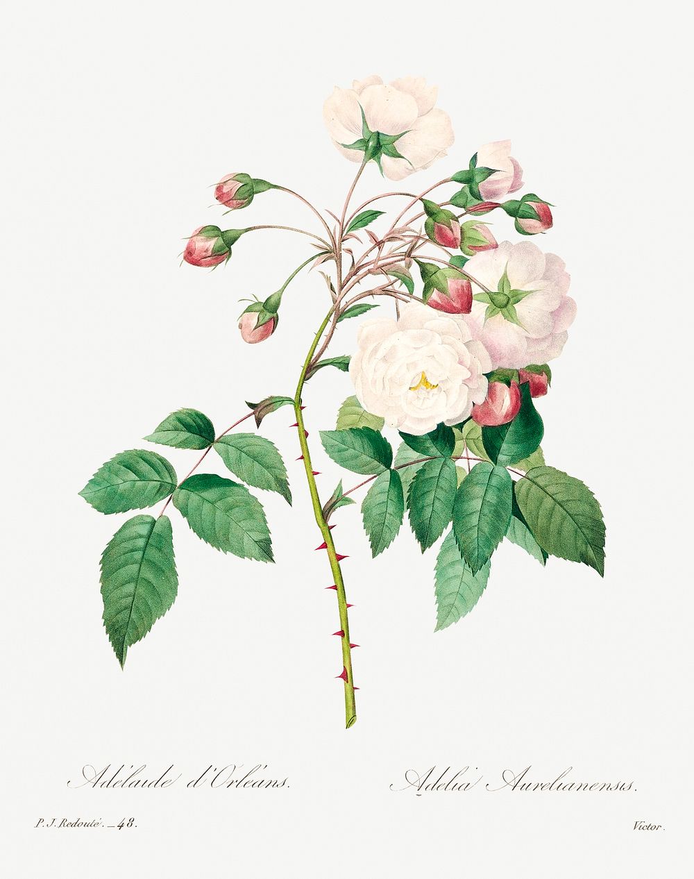 Rose adelaide by Pierre-Joseph Redout&eacute; (1759&ndash;1840). Original from Biodiversity Heritage Library. Digitally…