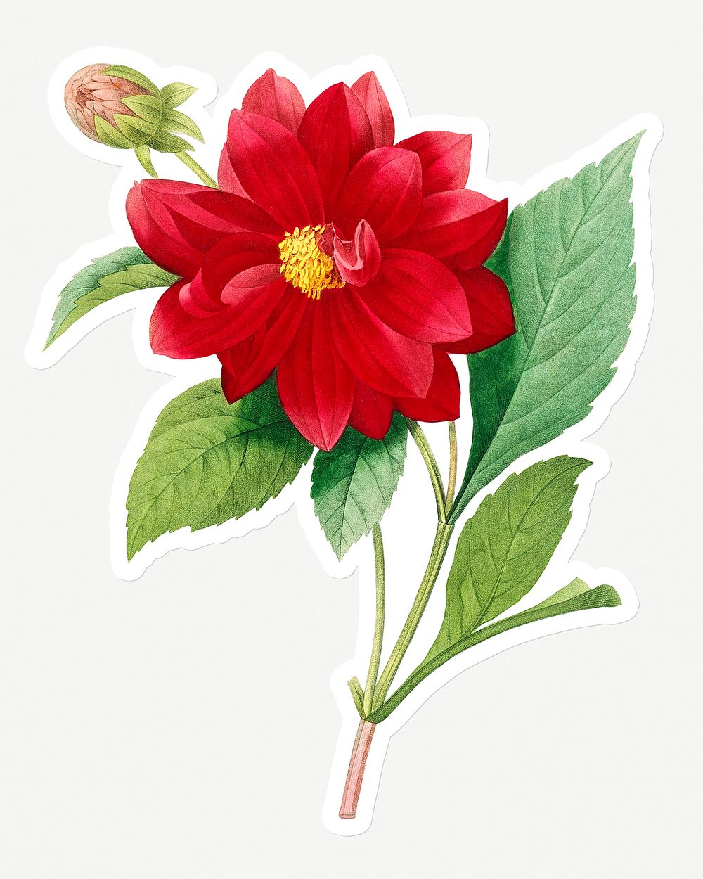 Red double dahlia flower sticker design resource 