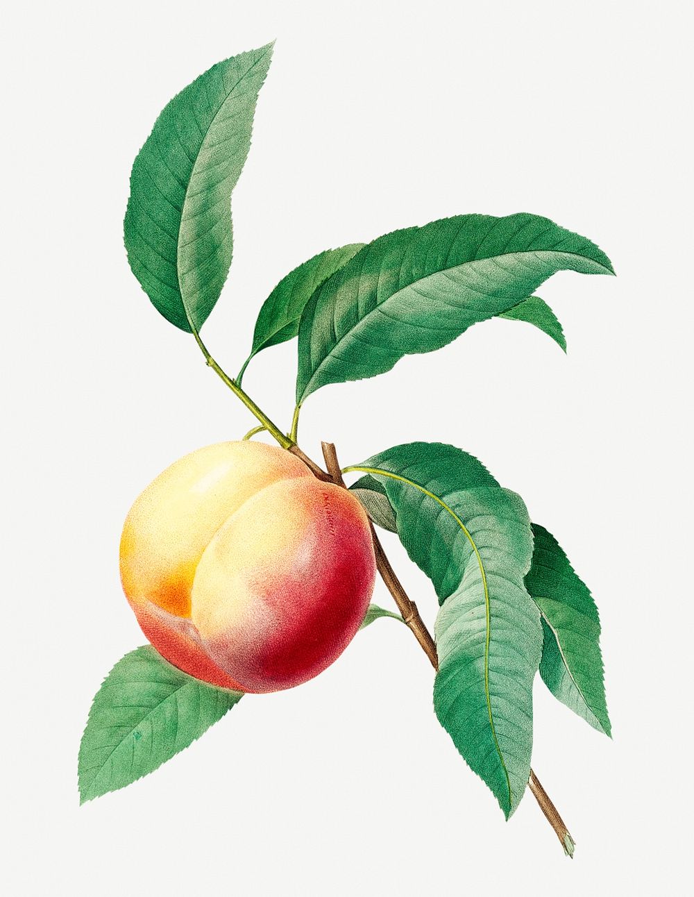 Peach fruit on branch psd botanical illustration, remixed from artworks by Pierre-Joseph Redout&eacute;