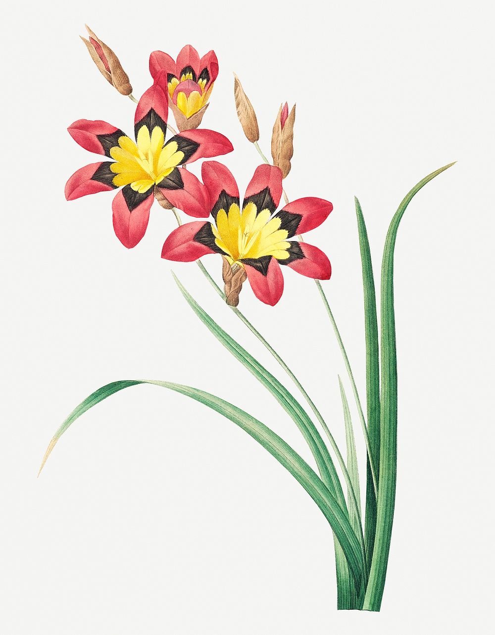 Harlequin flower psd botanical illustration, remixed from artworks by Pierre-Joseph Redout&eacute;