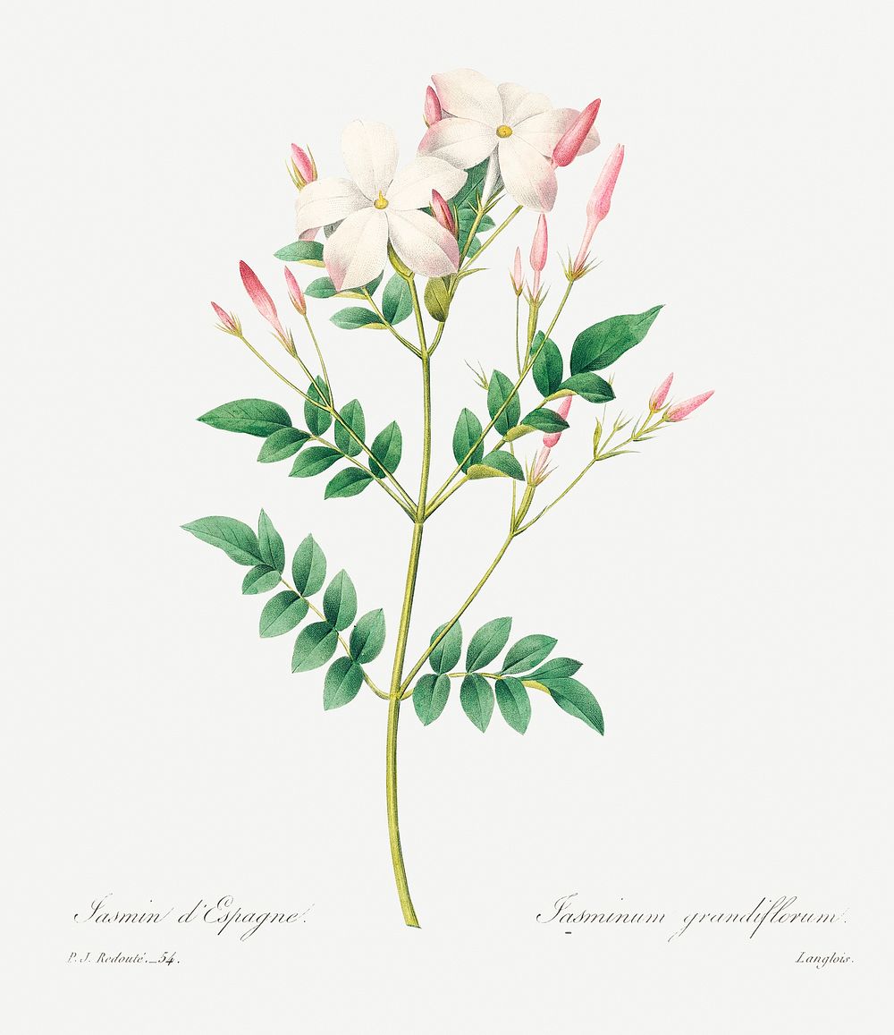 Spanish jasmine by Pierre-Joseph Redout&eacute; (1759&ndash;1840). Original from Biodiversity Heritage Library. Digitally…
