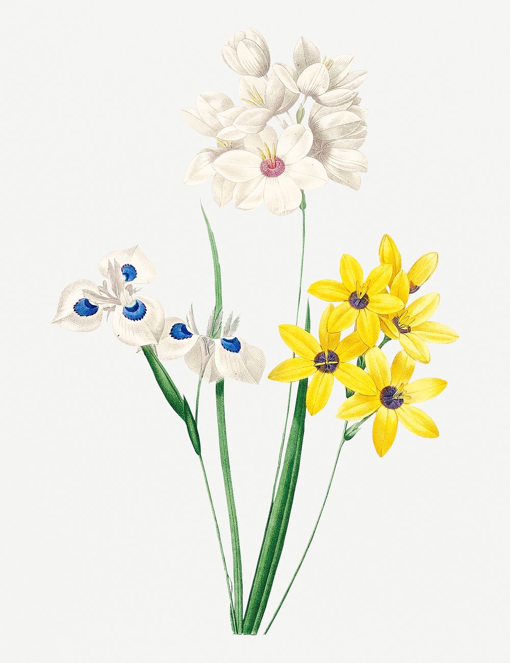 Corn lily flower psd botanical illustration, remixed from artworks by Pierre-Joseph Redout&eacute;