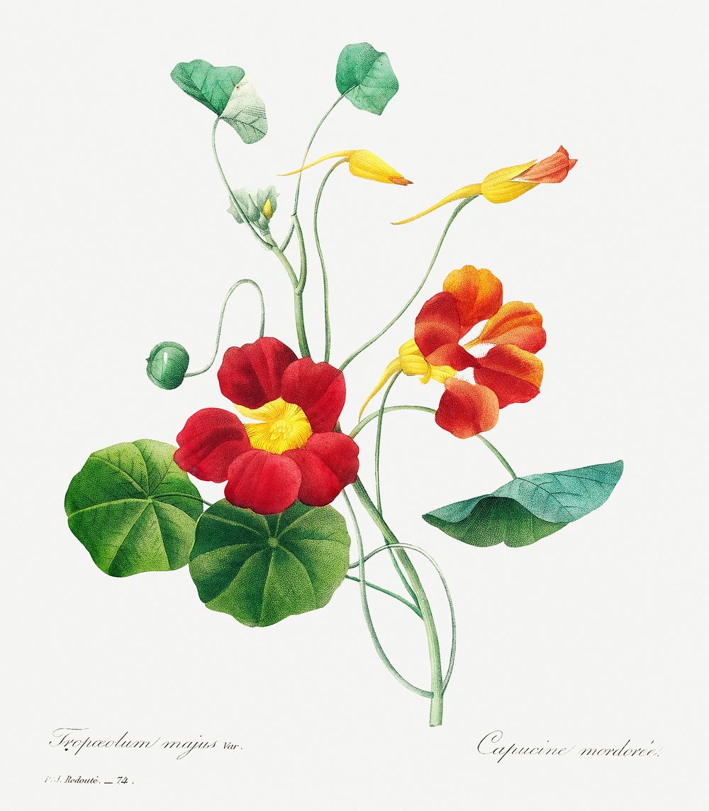 Monk's cress by Pierre-Joseph Redout&eacute; (1759&ndash;1840). Original from Biodiversity Heritage Library. Digitally…