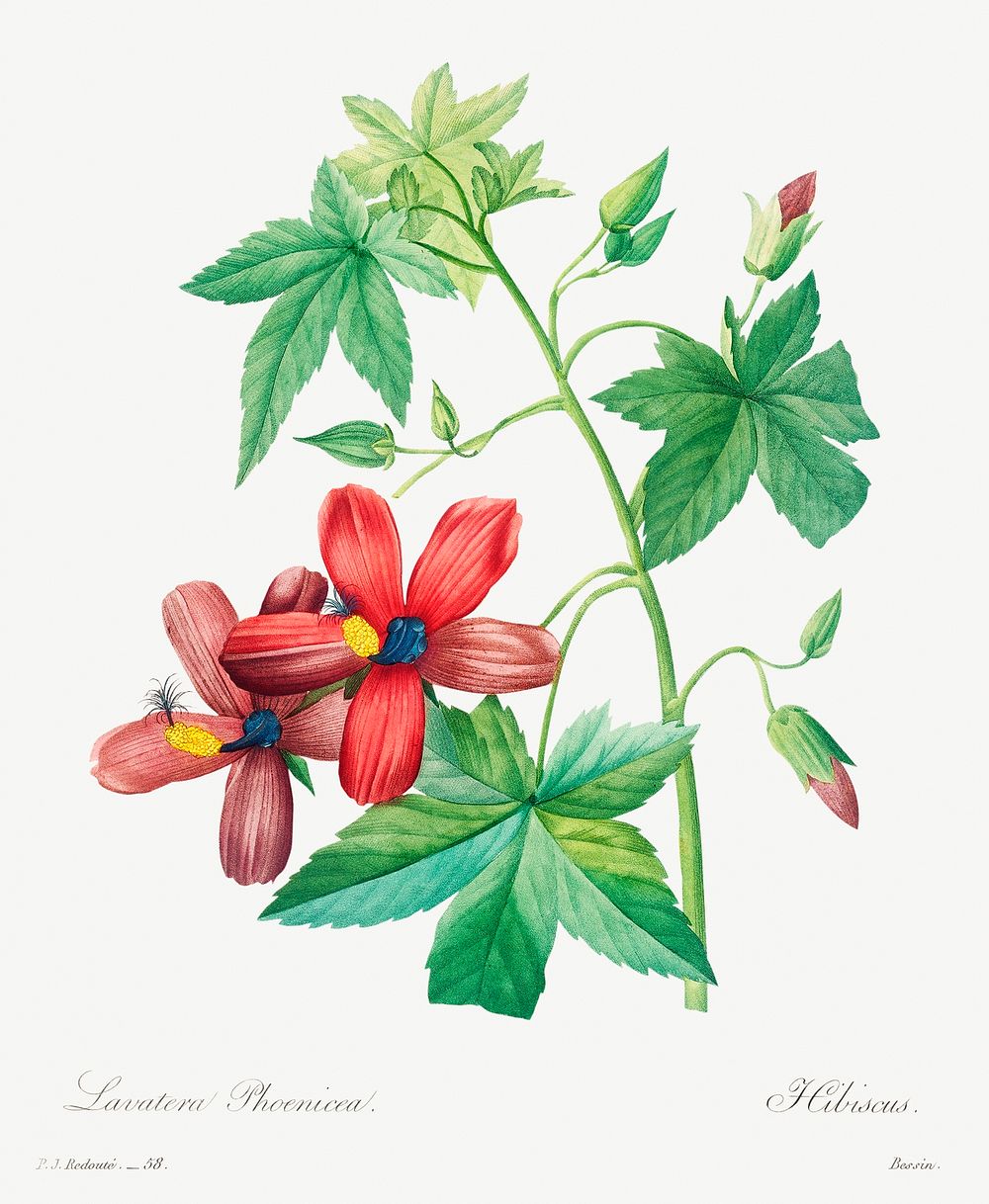 Lavatera phonica by Pierre-Joseph Redout&eacute; (1759&ndash;1840). Original from Biodiversity Heritage Library. Digitally…