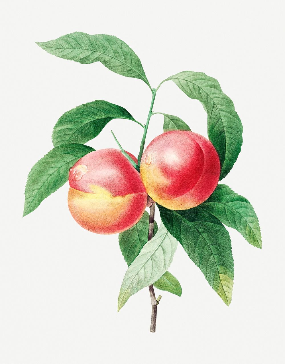 Peaches on a branch psd botanical illustration, remixed from artworks by Pierre-Joseph Redout&eacute;