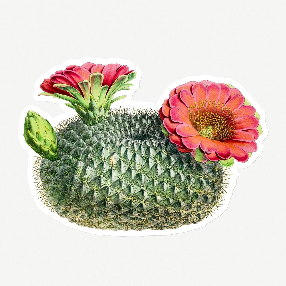 Hand drawn Lobivia acanthoplegma cactus plant sticker with a white border