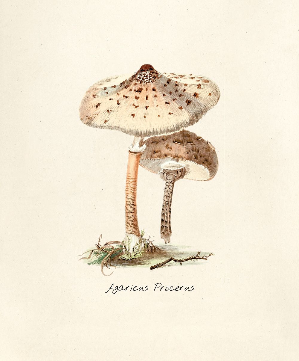 Antique illustration of Agaricus Procerus