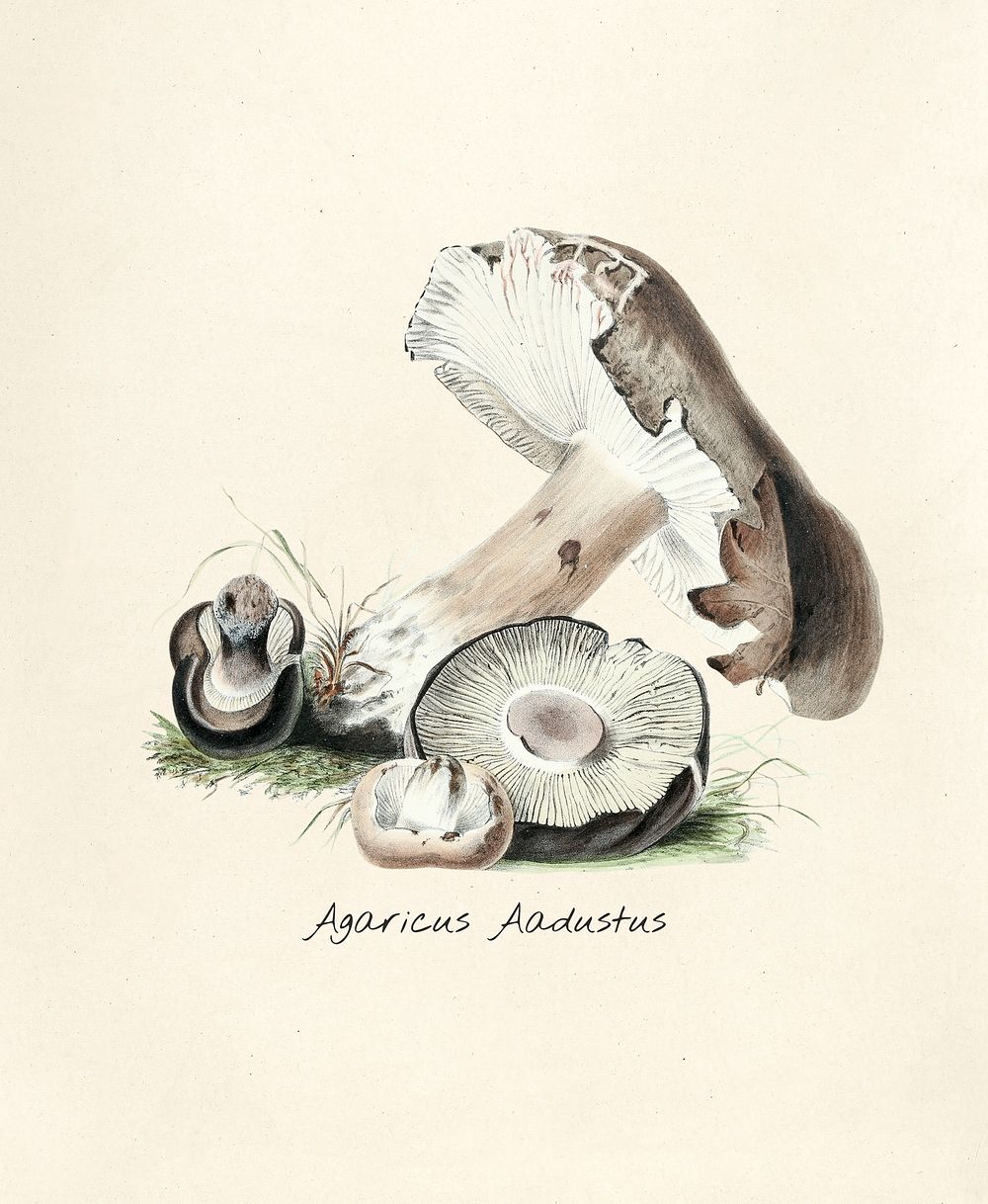 Antique illustration of Agaricus Aadustus
