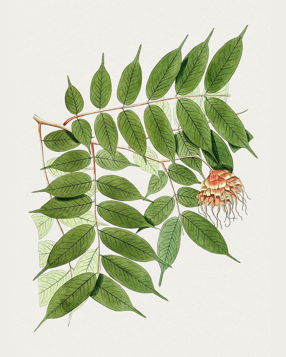 Antique illustration of Brownea Capitella