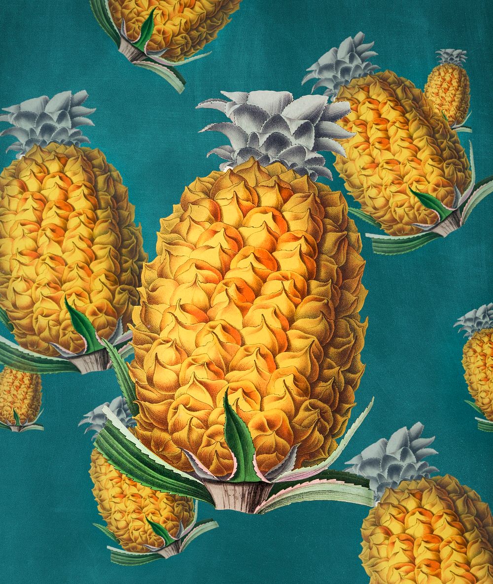 Antique illustration of pineapple