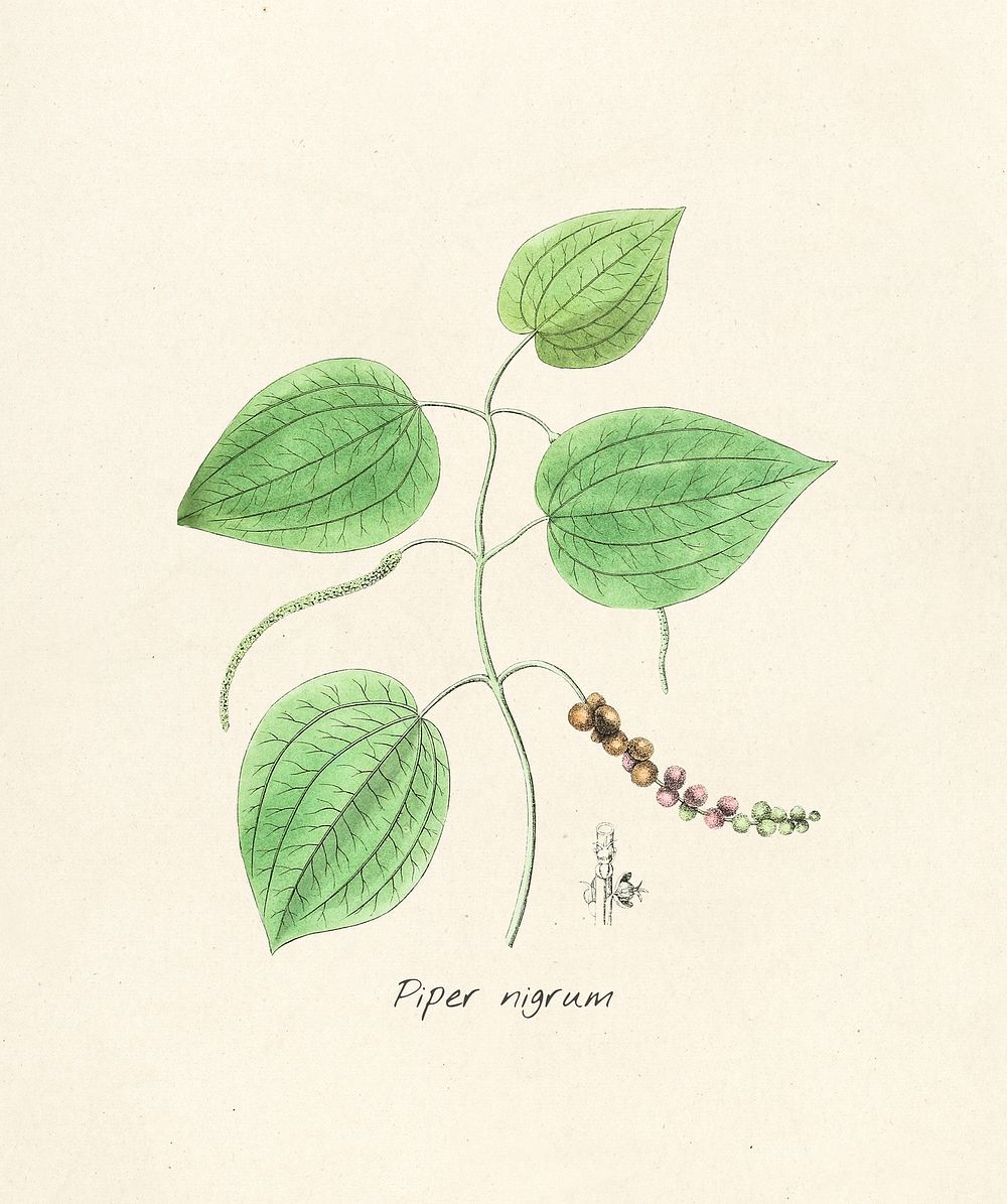 Antique illustration of piper nigrum